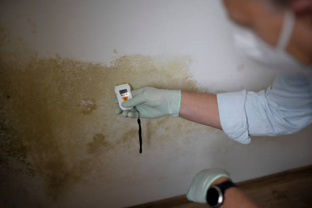 Professional Mold Removal in Sewalls Point, FL